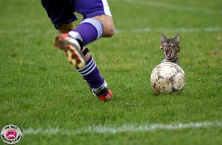 le chat